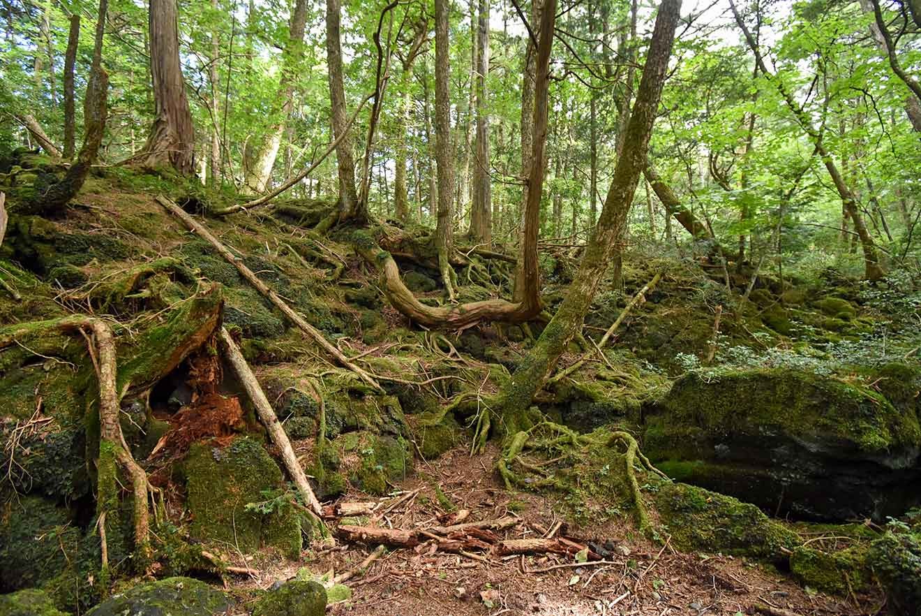 横に伸びる樹木の根