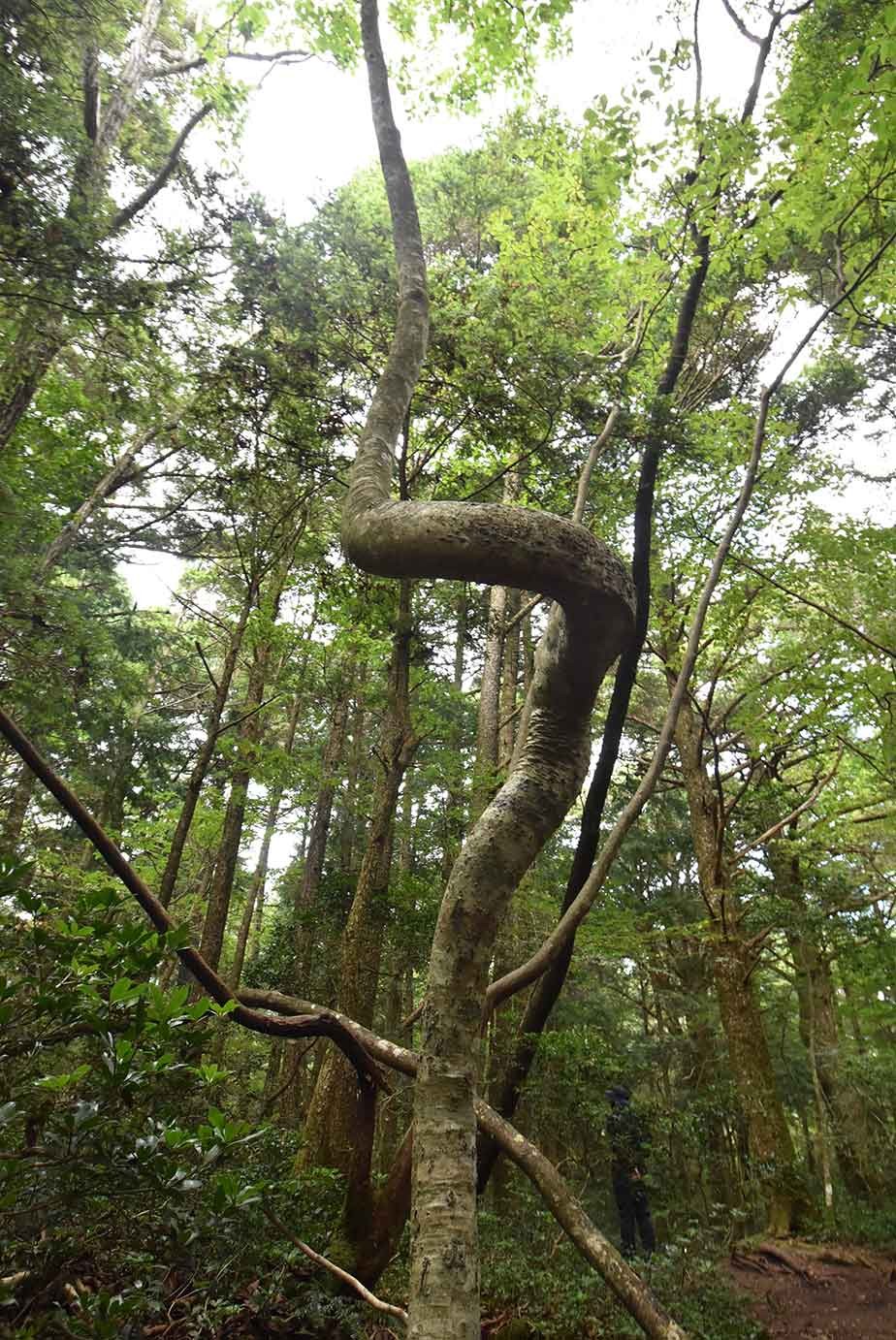 コシアブラ