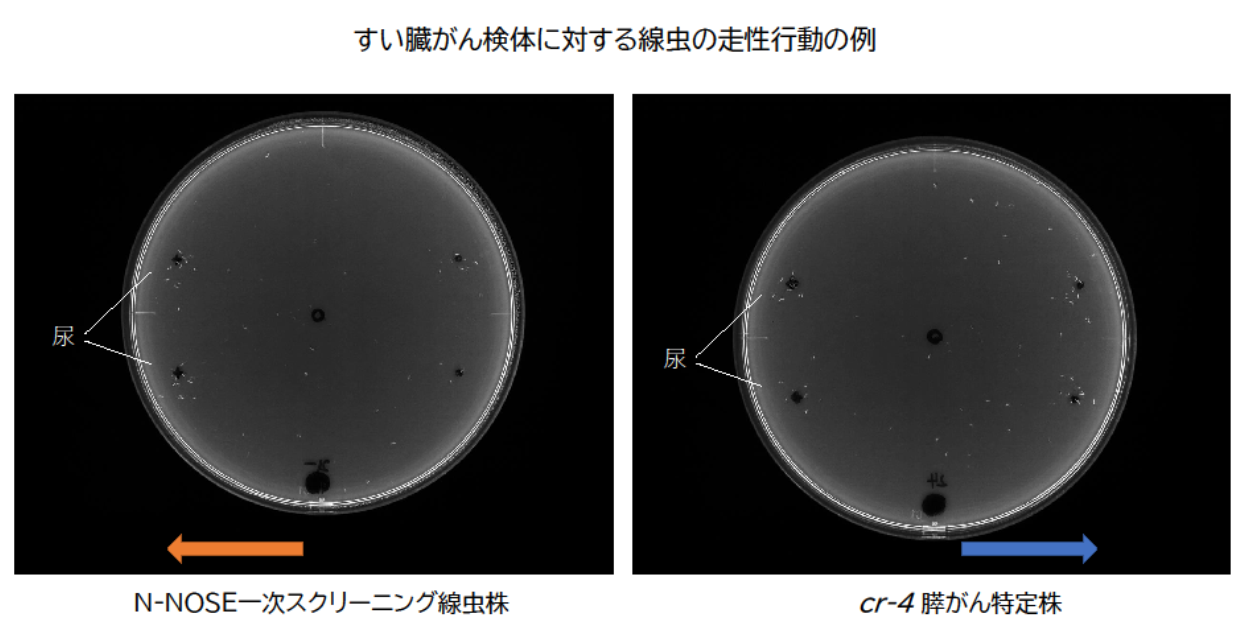 膵臓がんの発見早期に 線虫使った尿検査を開発 HIROTSUバイオ
