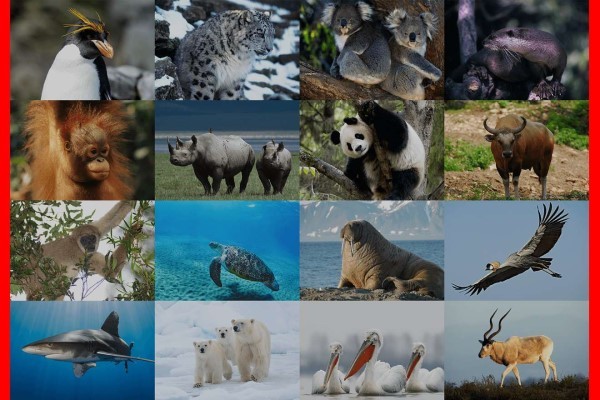生物多様性の深刻な危機、絶滅危機種が4万種超に　WWFと考える～SDGsの実践～【2】