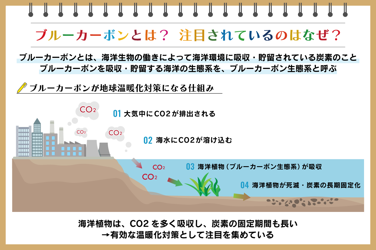 ブルーカーボンとは？ 温暖化対策になる仕組みや現状、事例を紹介